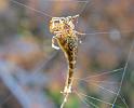 Arachnura_higginsi_D5982_Z_87_Home Wendy Eiby_Australie